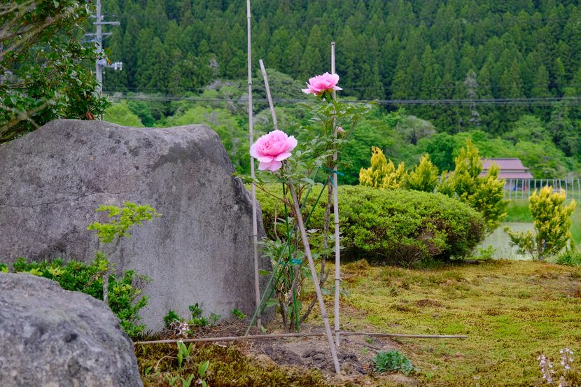 庭の牡丹の花の写真