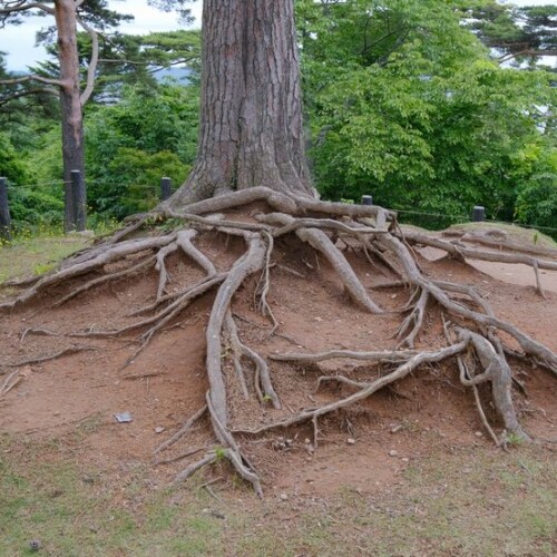 西行戻しの松公園の松の木の根っこ