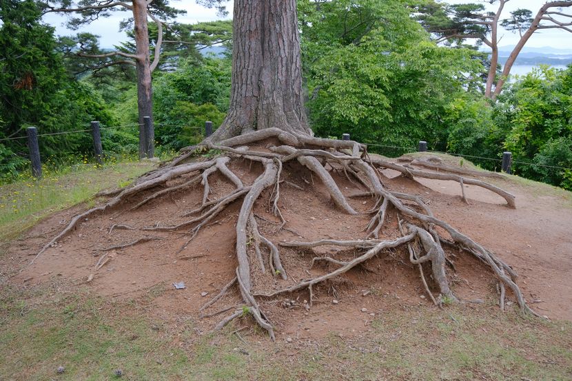 西行戻しの松公園の松の木の根っこ