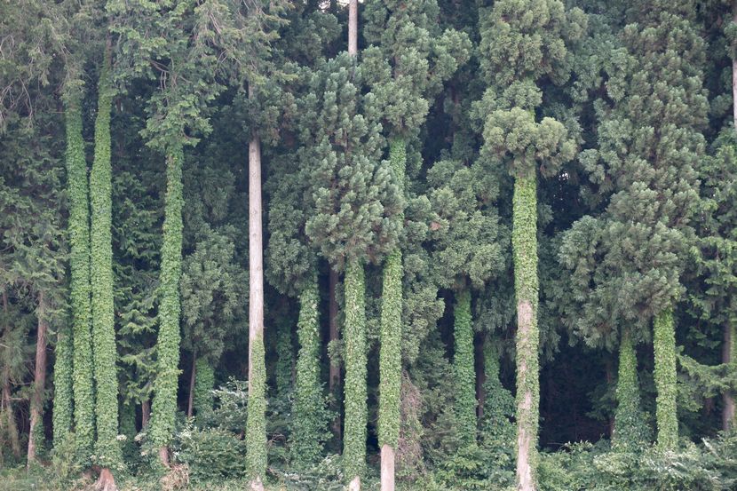 ツタだらけの木の風景