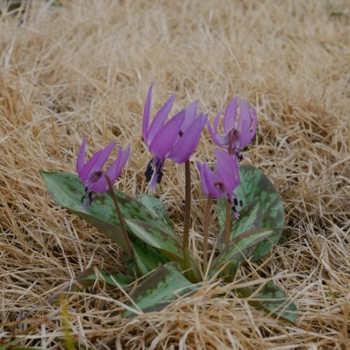 庭のきれいな花（カタクリですね）