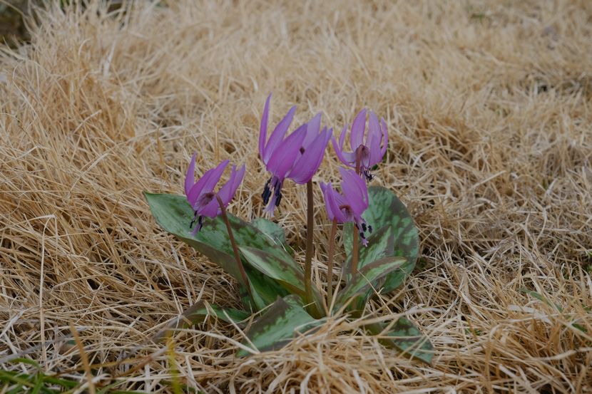 庭のきれいな花（カタクリですね）