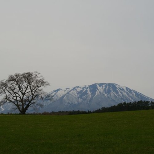 八幡平の咲く前の一本桜