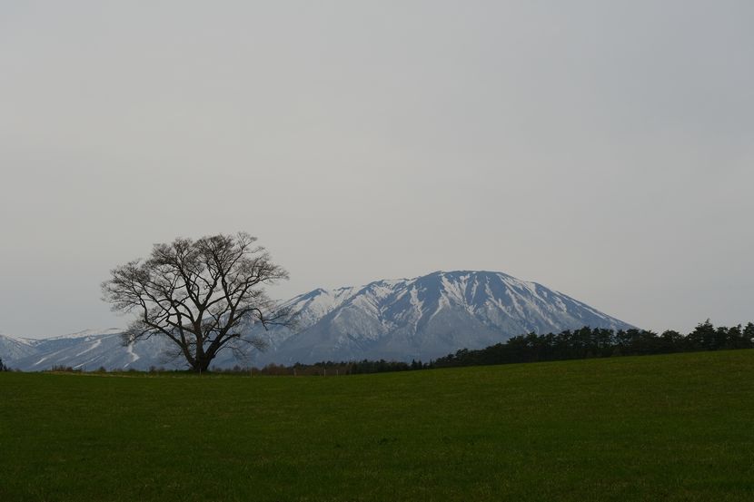 八幡平の咲く前の一本桜