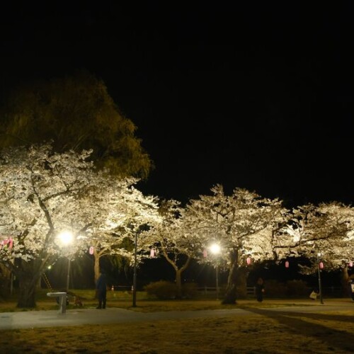 展勝地の夜桜の風景