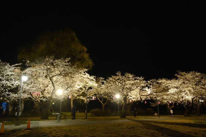 展勝地の夜桜の風景