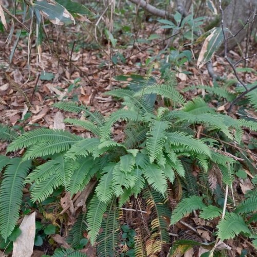 世界谷地原生花園のシダの写真