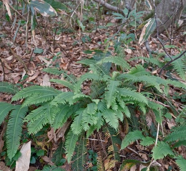 世界谷地原生花園のシダの写真