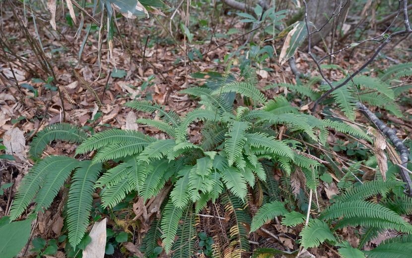 世界谷地原生花園のシダの写真