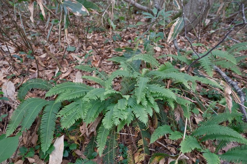 世界谷地原生花園のシダの写真