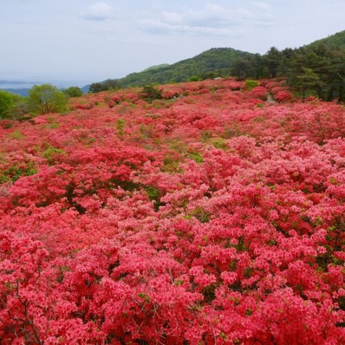 気仙沼のツツジ園