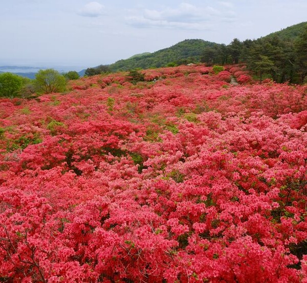 気仙沼のツツジ園