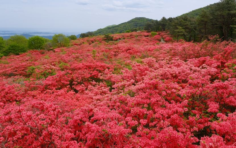 気仙沼のツツジ園