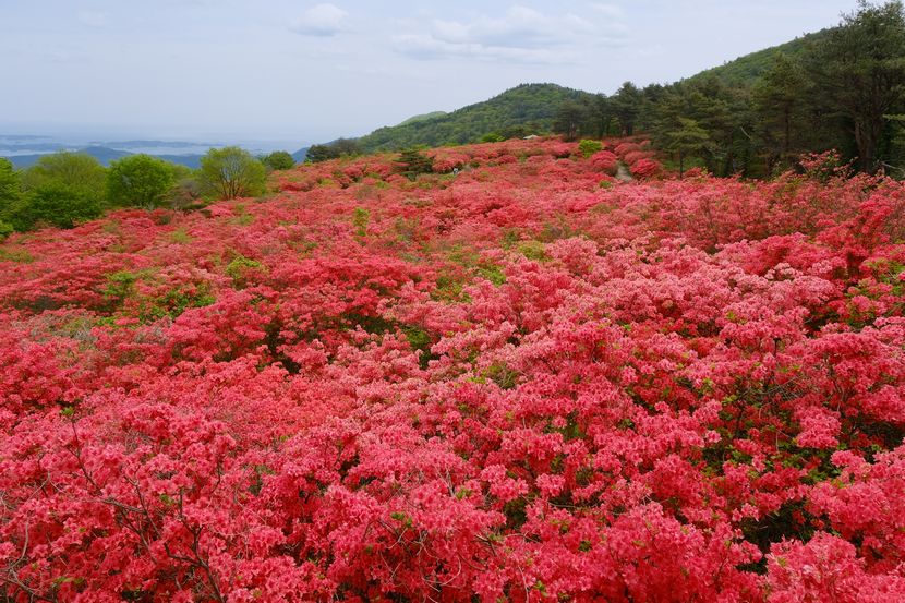 気仙沼のツツジ園