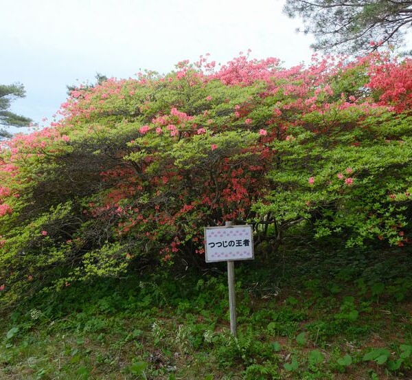 躑躅の王様