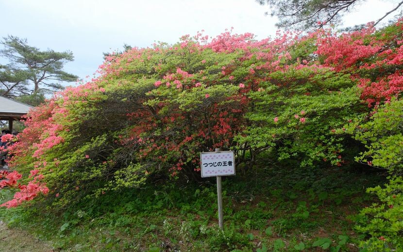 躑躅の王様