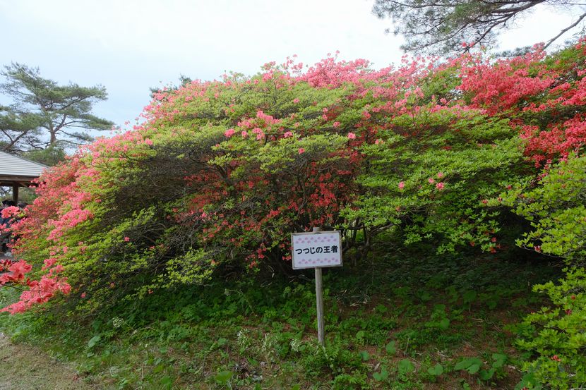 躑躅の王様