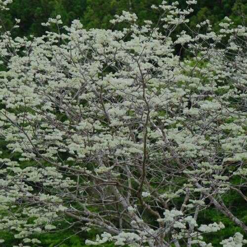 槐の5月の木の風景