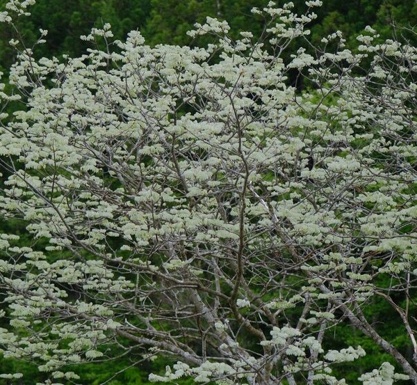 槐の５月の木の風景