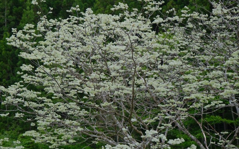 槐の５月の木の風景