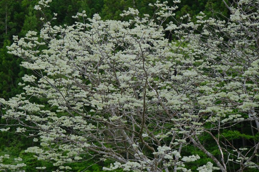 槐の５月の木の風景