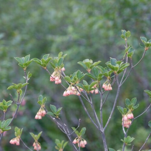 栗駒山世界谷地原生花園の高山植物(サラサドウダン)