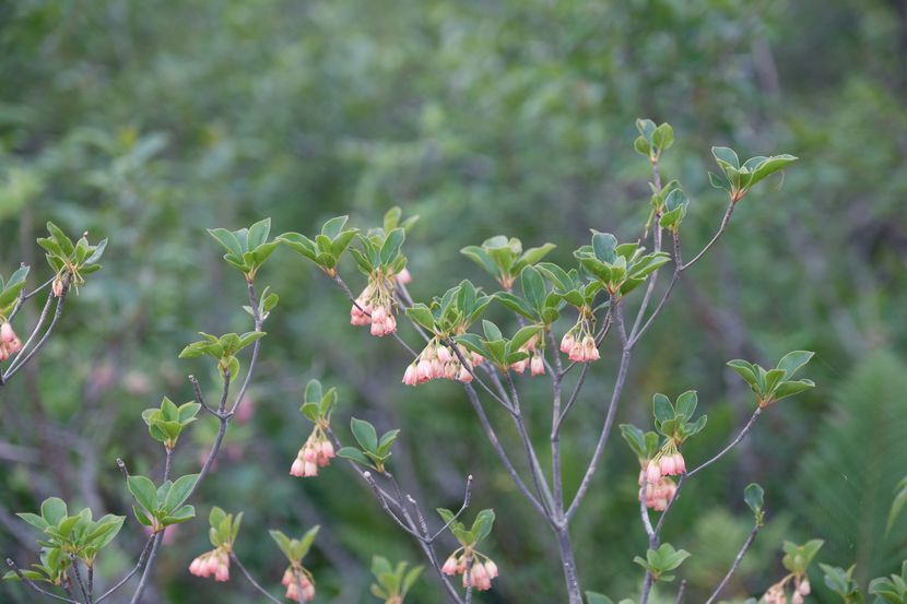 栗駒山世界谷地原生花園の高山植物（サラサドウダン）