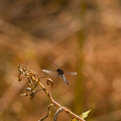 望遠レンズで撮影したトンボ
