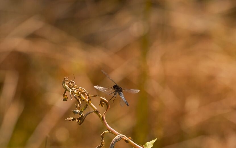 望遠レンズで撮影したトンボ