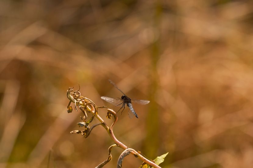 望遠レンズで撮影したトンボ