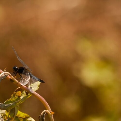 望遠レンズで撮影したトンボ
