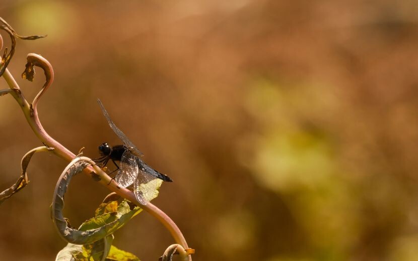 望遠レンズで撮影したトンボ