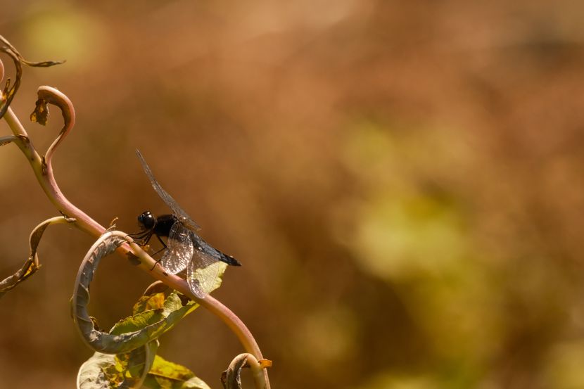 望遠レンズで撮影したトンボ