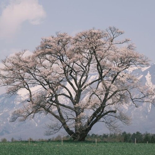 小岩井農場の一本杉の写真