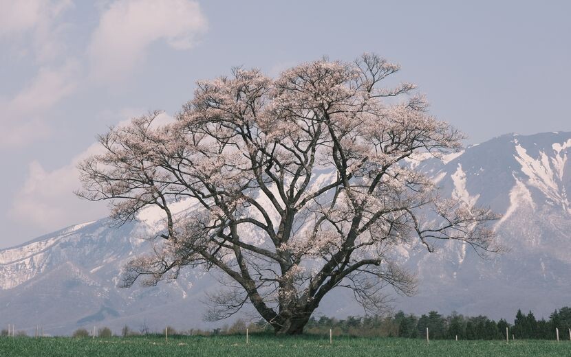 小岩井農場の一本杉の写真