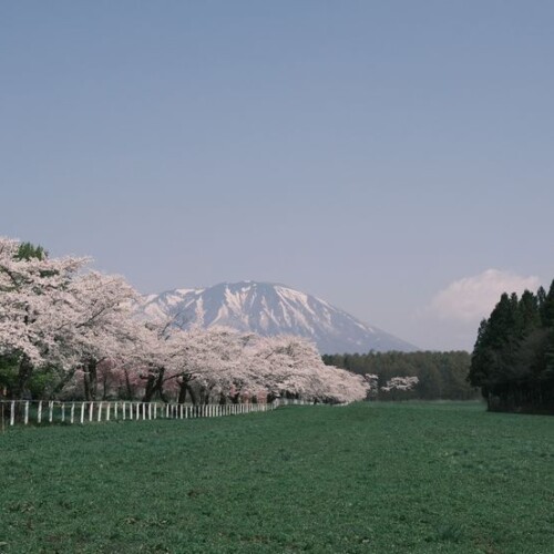 小岩井農場から見た八幡平の桜の風景