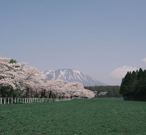 小岩井農場から見た八幡平の桜の風景