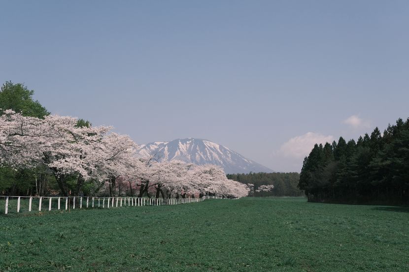 小岩井農場から見た八幡平の桜の風景