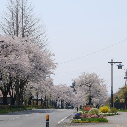 世界遺産平泉の桜の風景