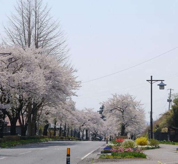 世界遺産平泉の桜の風景