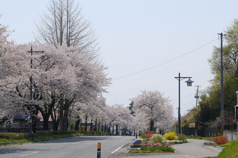 世界遺産平泉の桜の風景