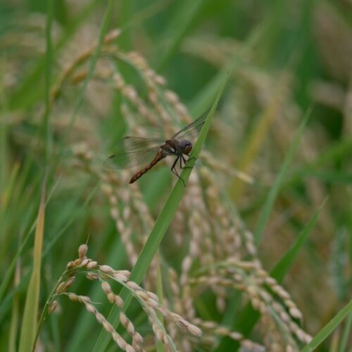 稲穂にとまる蜻蛉