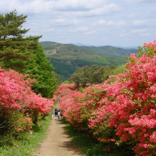 気仙沼のツツジ園