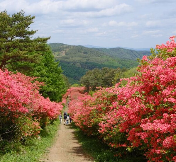 気仙沼のツツジ園