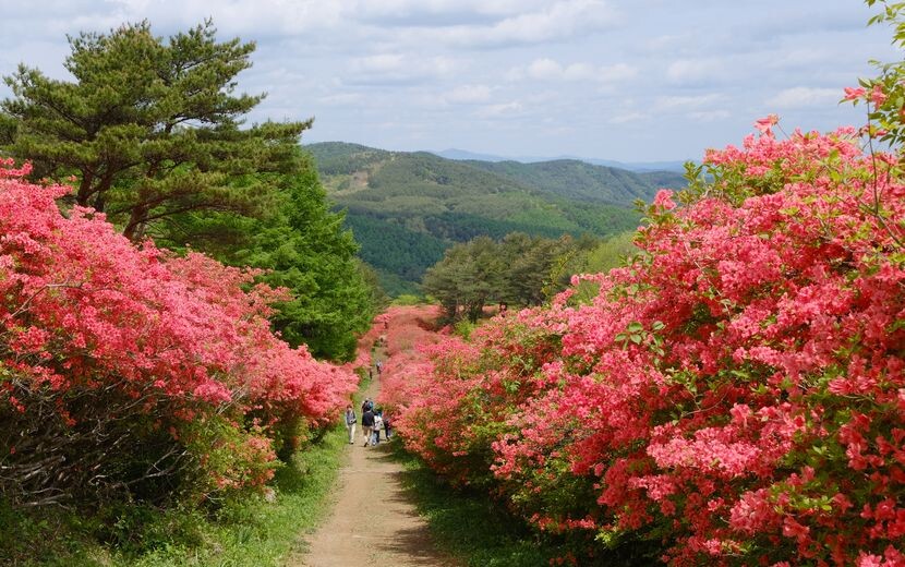 気仙沼のツツジ園