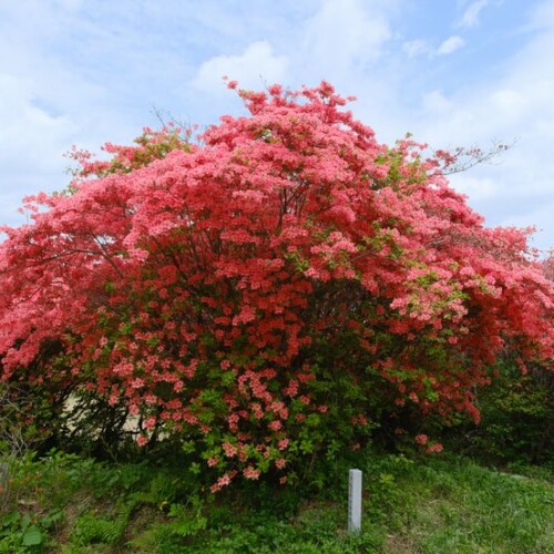 気仙沼のツツジ園