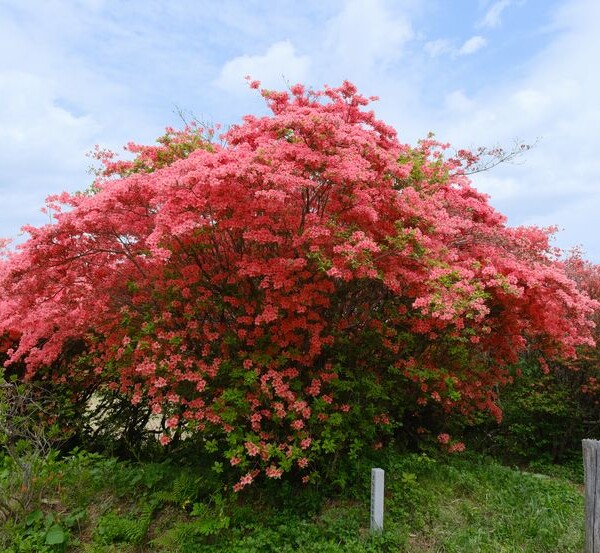 気仙沼のツツジ園