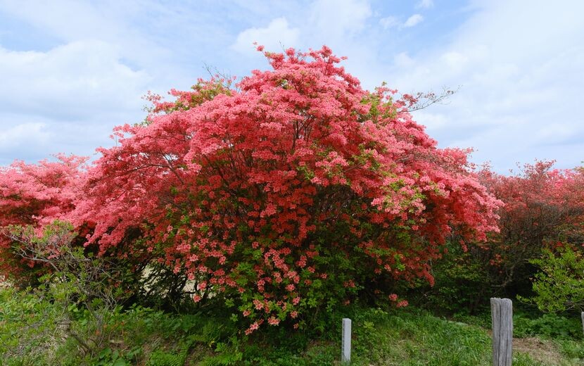 気仙沼のツツジ園