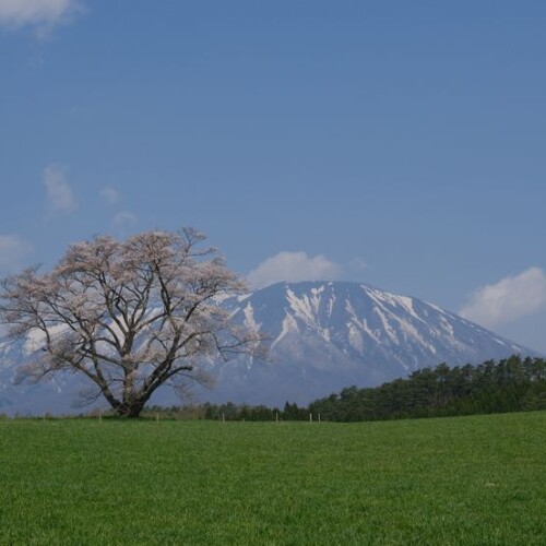 小岩井農場の一本杉の写真
