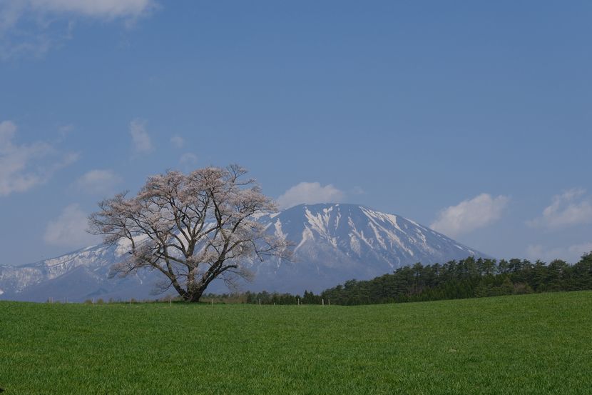 小岩井農場の一本杉の写真